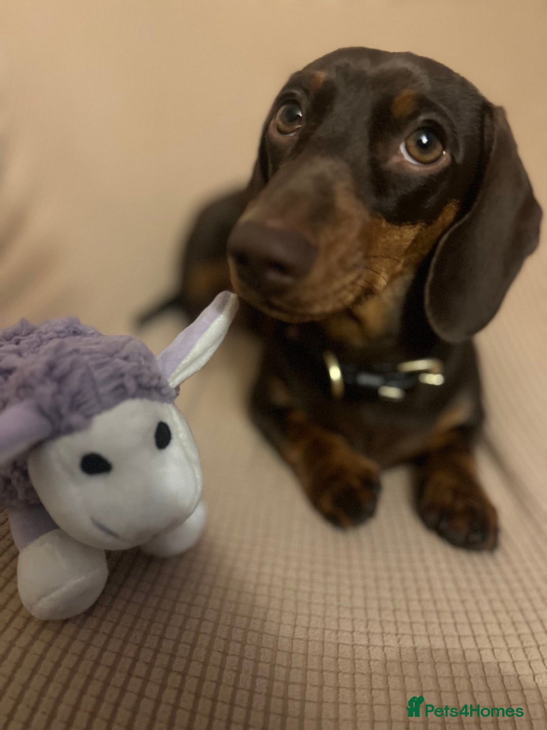 Miniature Dachshund dogs for sale: Miniature Dachshund puppies - Advert 2