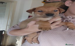Mixed Breed dogs for sale: Puppies  - Image 3