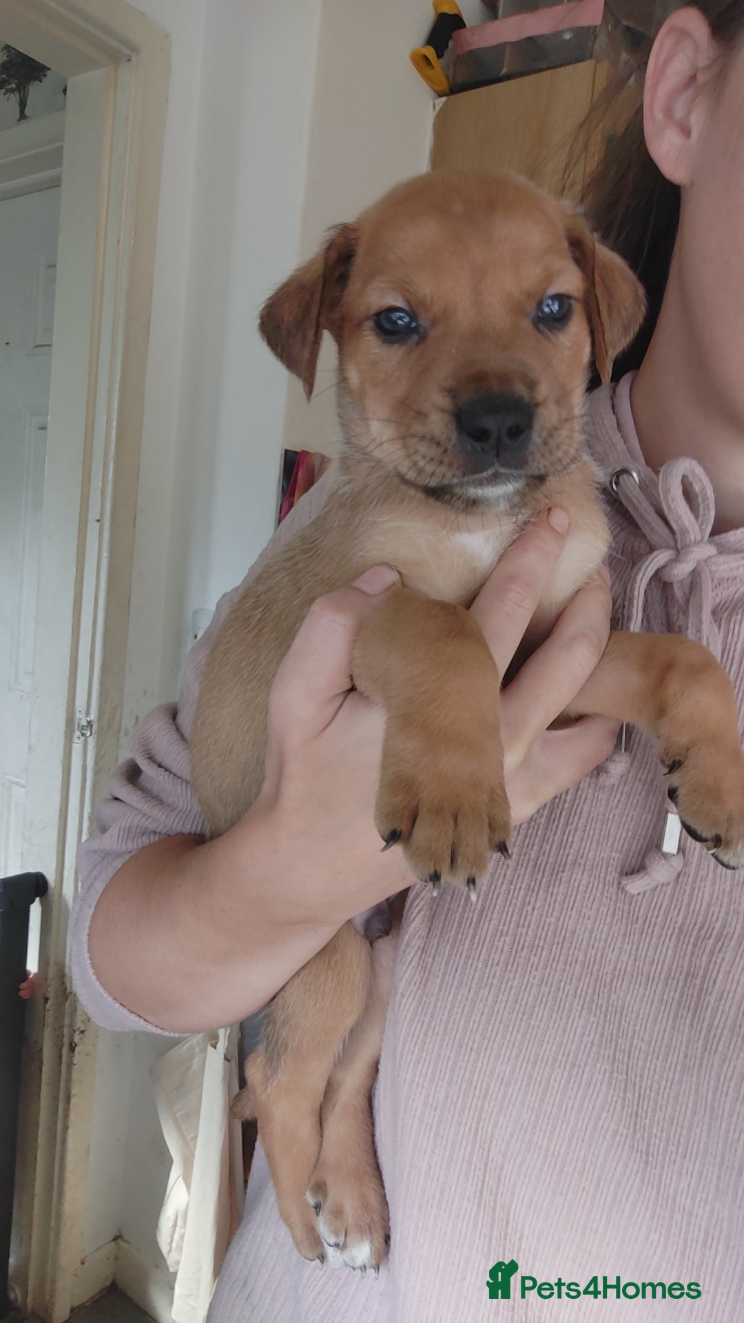 Mixed Breed dogs for sale: Puppies  - Image 3