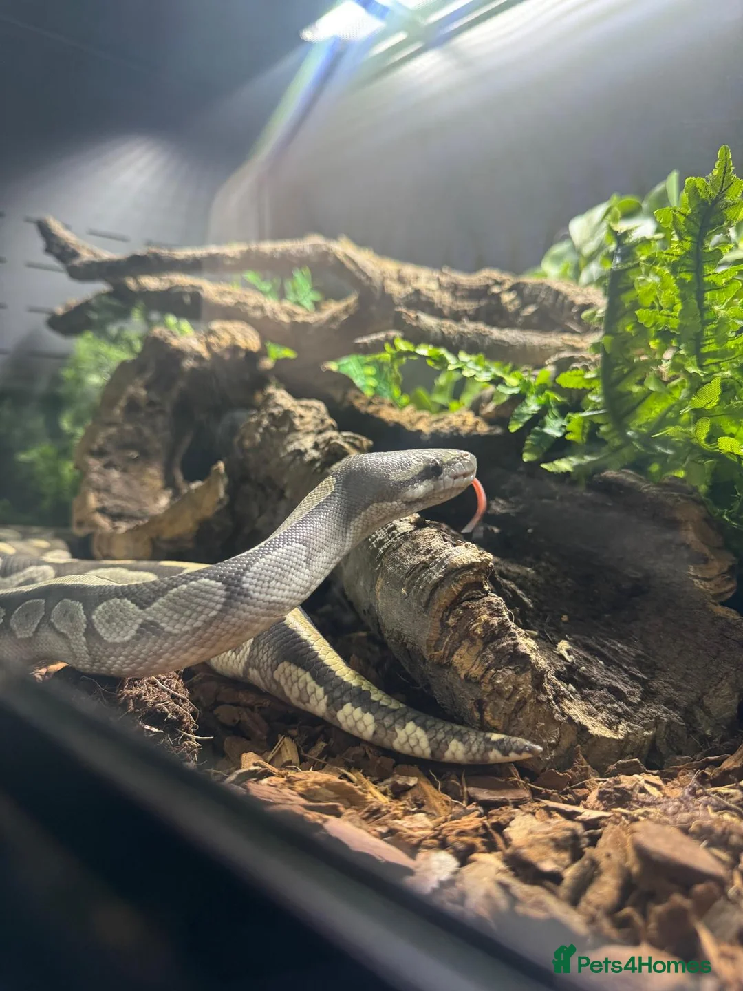 Python Snake reptiles for sale: Adult Female Mojave Hypo - Advert 4