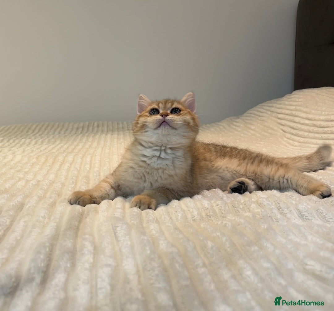 British Shorthair cats for sale: *1Left* GCCF Registered Champion line Golden BSH - Advert 2