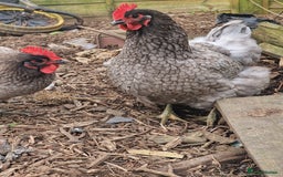 Chickens poultry for sale: Point of Lay hens Jersey Giants, Pekin & Olive egg - Image 20