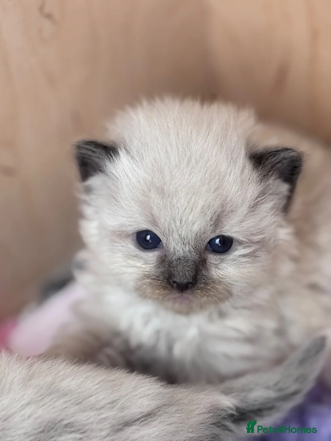 Ragdoll cats for sale: Ragkins Registered pedigree Ragdoll kittens  in Derby - Advert 34