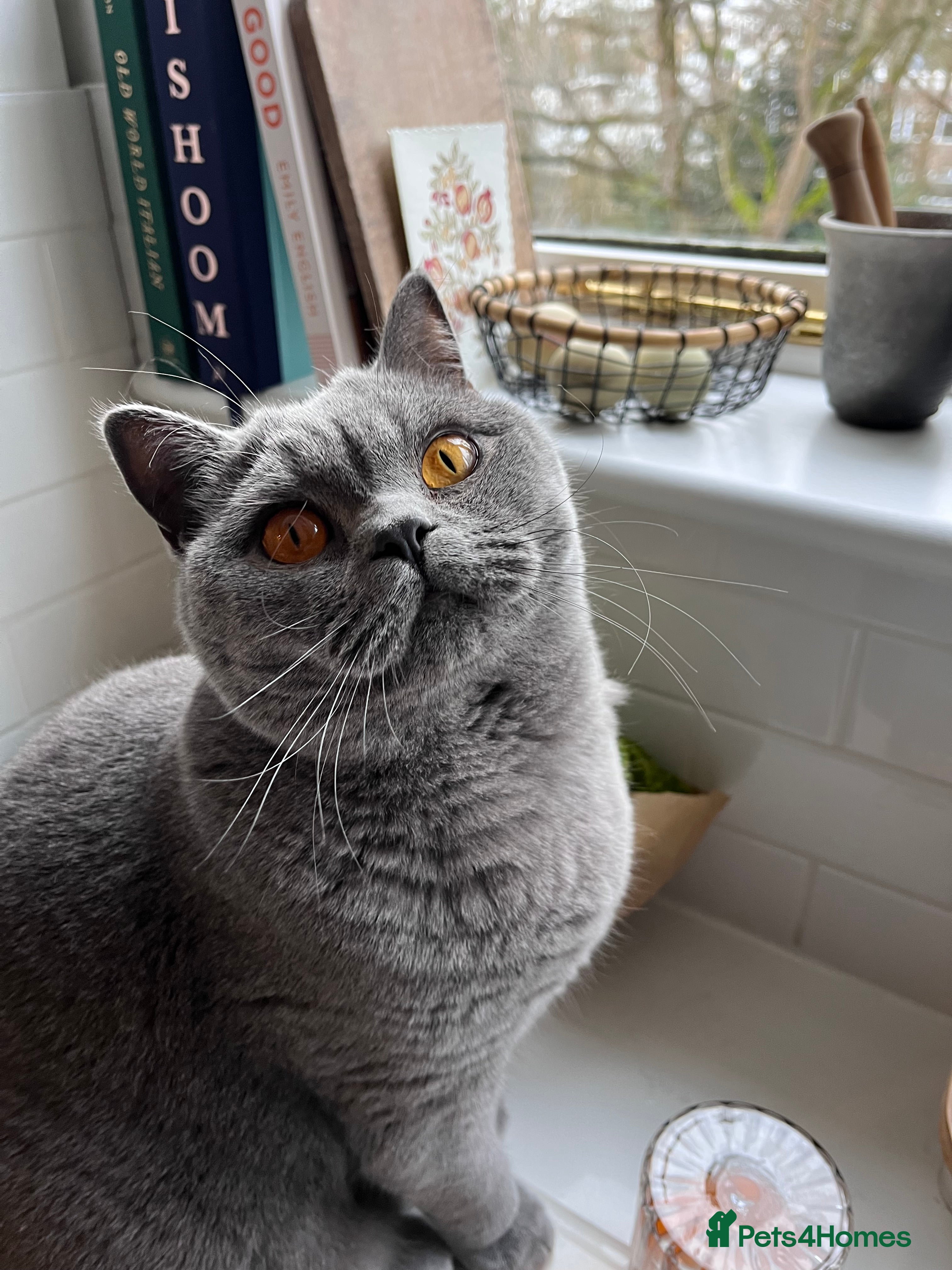 British Shorthair cats British Blue, male, 1.5yrs old in London - Advert 1
