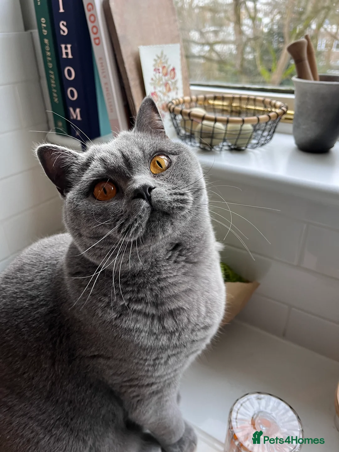 British Shorthair cats for sale: British Blue, male, 1.5yrs old in London - Advert 1