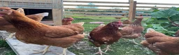 Chickens poultry for sale: Warren Pullets in Bala - Advert 7
