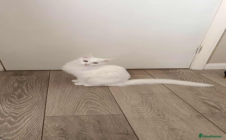 Turkish Angora cats - Advert 3