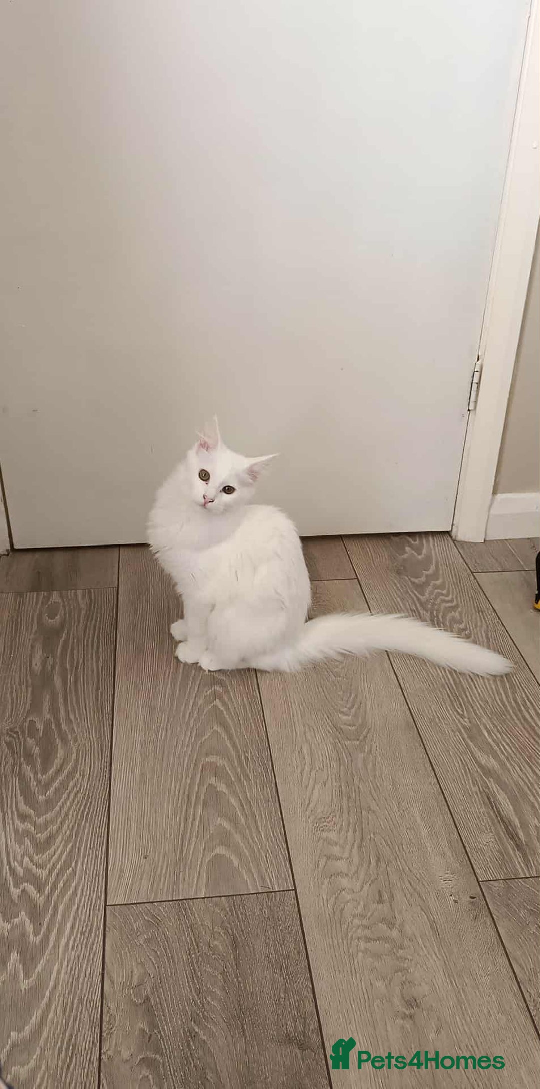 Turkish Angora cats for sale: Turkish Angora girls - Image 1