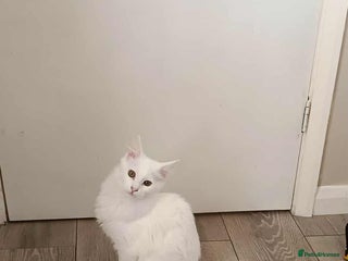 Turkish Angora cats - Advert 5