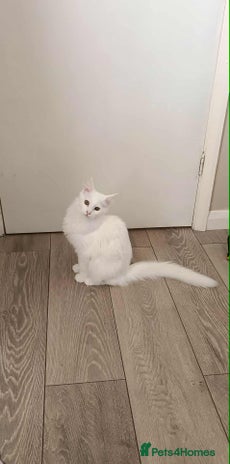 Turkish Angora cats - Advert 13