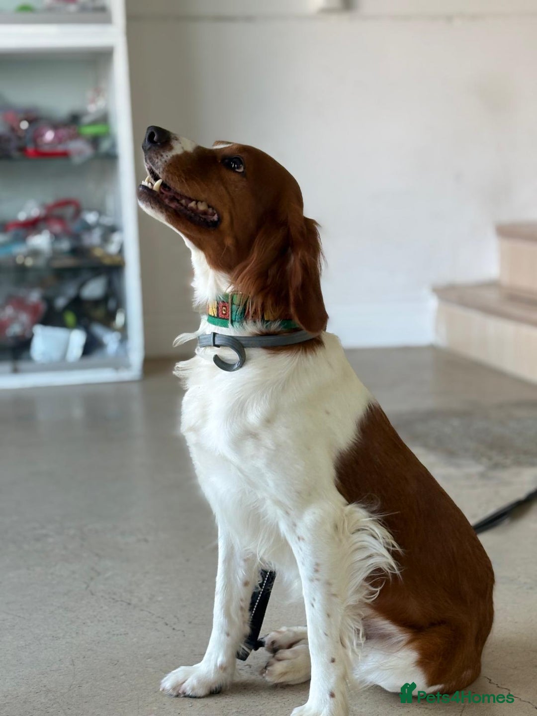 Brittany Spaniel dogs for adoption: Elvis, Brittany Cross, aged 1 in Bedford - Image 15