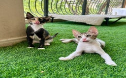 Arabian Mau cats for adoption: Pair of Indoor-Only Kittens for Adoption Together - Image 4