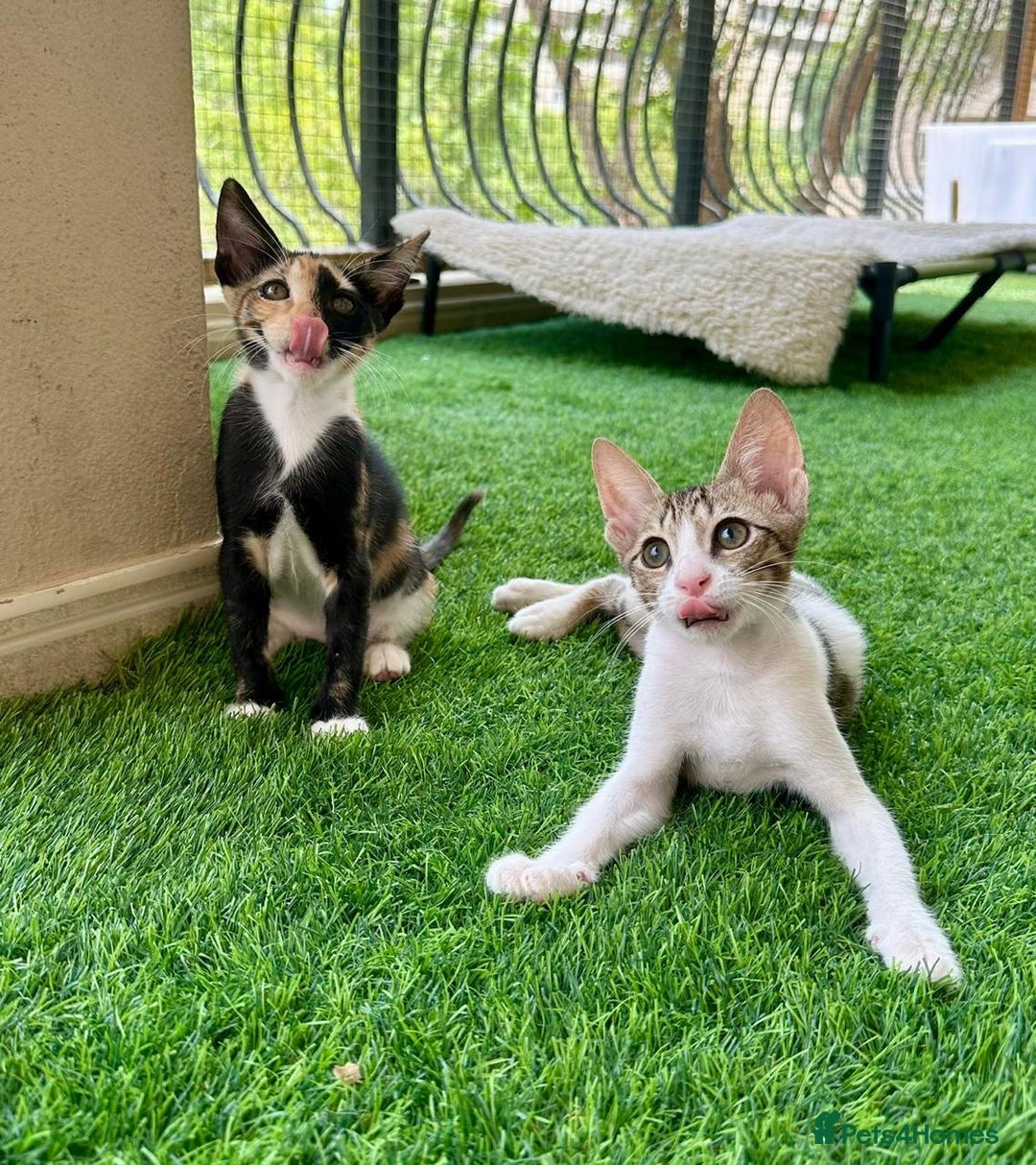 Arabian Mau cats for adoption: Pair of Indoor-Only Kittens for Adoption Together - Image 4