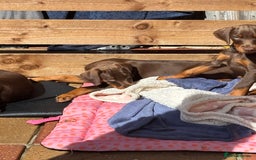 Dobermann dogs for sale: Doberman Puppies For Sale  - Image 31