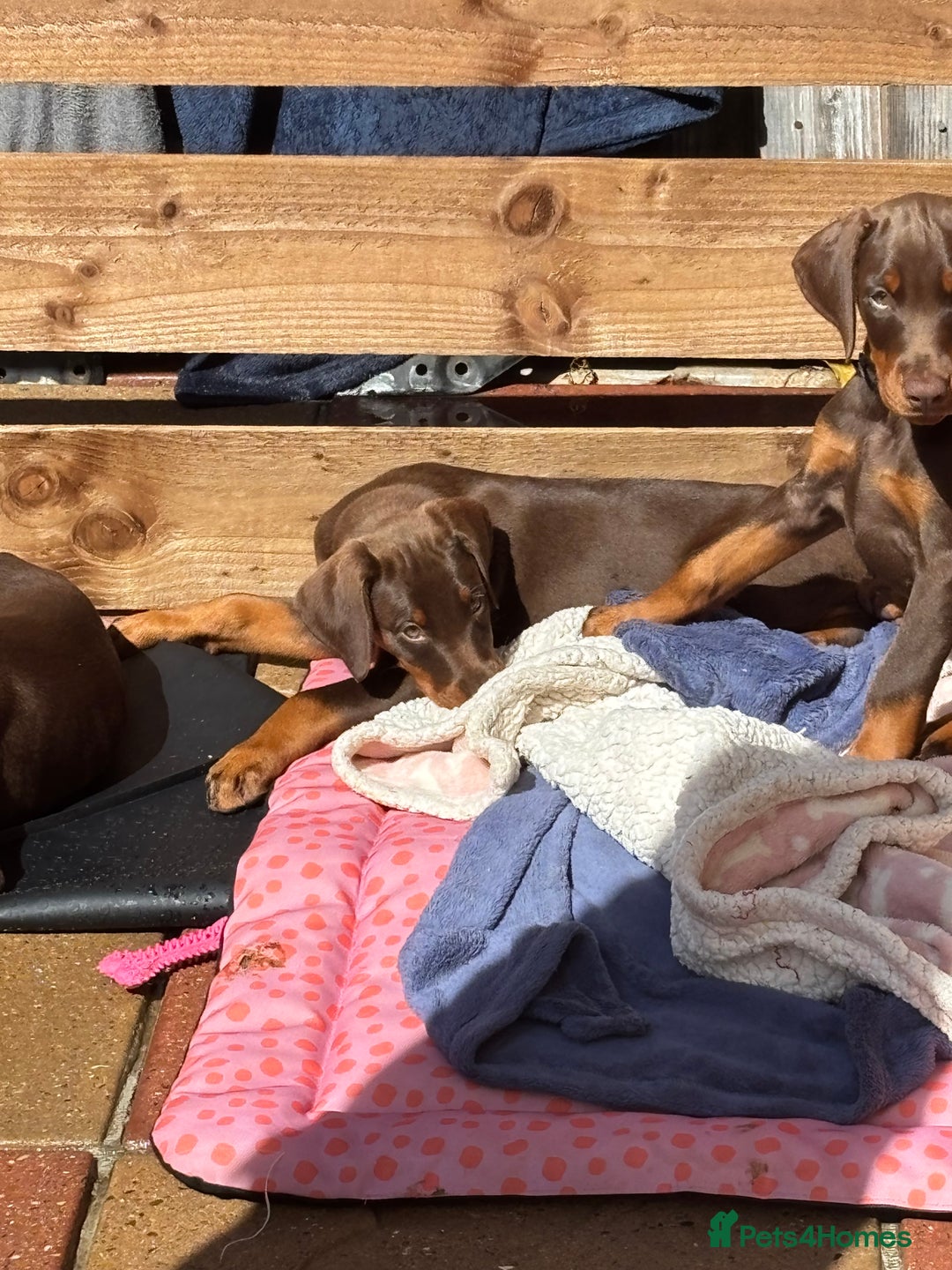 Dobermann dogs for sale: Doberman Puppies For Sale  - Image 31