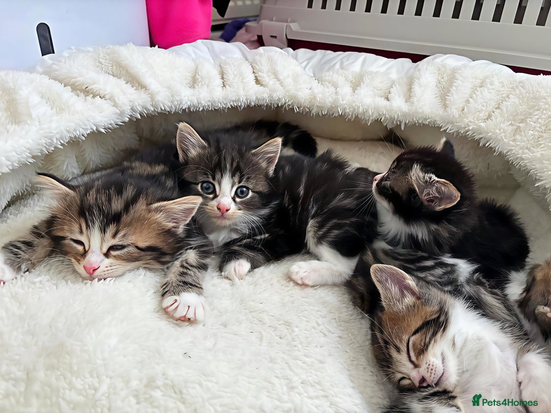 Siberian cats for sale: Adorable Siberian Forest Mix Kittens - Image 16