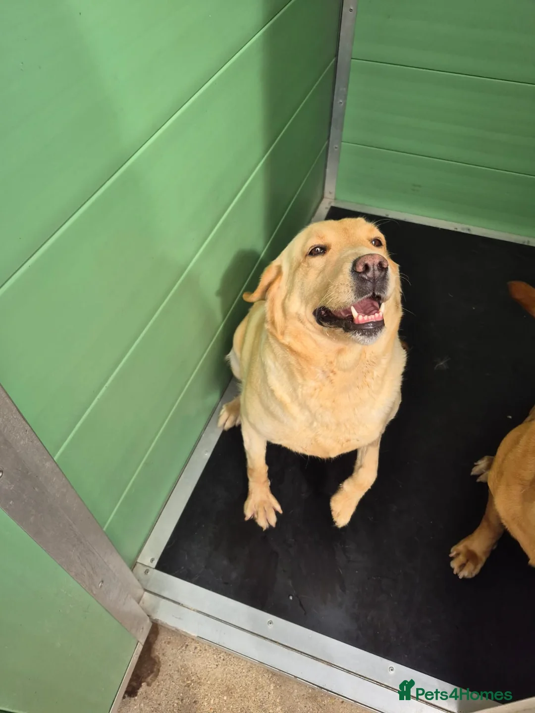Labrador Retriever dogs for sale: Retired Breeding Lab  - Advert 1