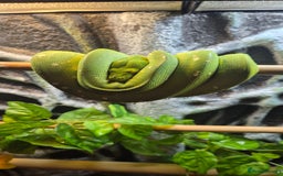 Snake reptiles for sale: Biak green tree python pair - Image 5