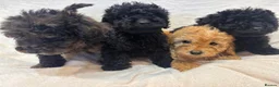 Miniature Poodle dogs for sale: Miniature poodles - Advert 5