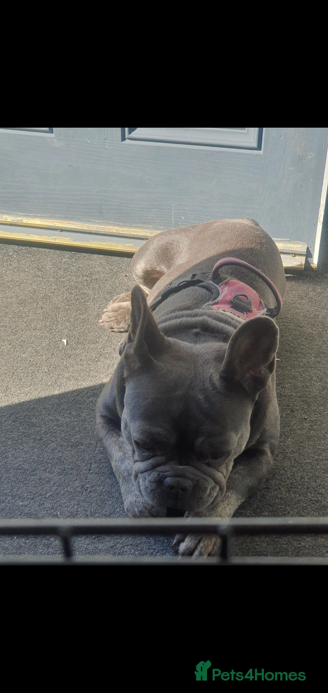 French Bulldog dogs for sale: French bulldog  in Rotherham - Advert 3