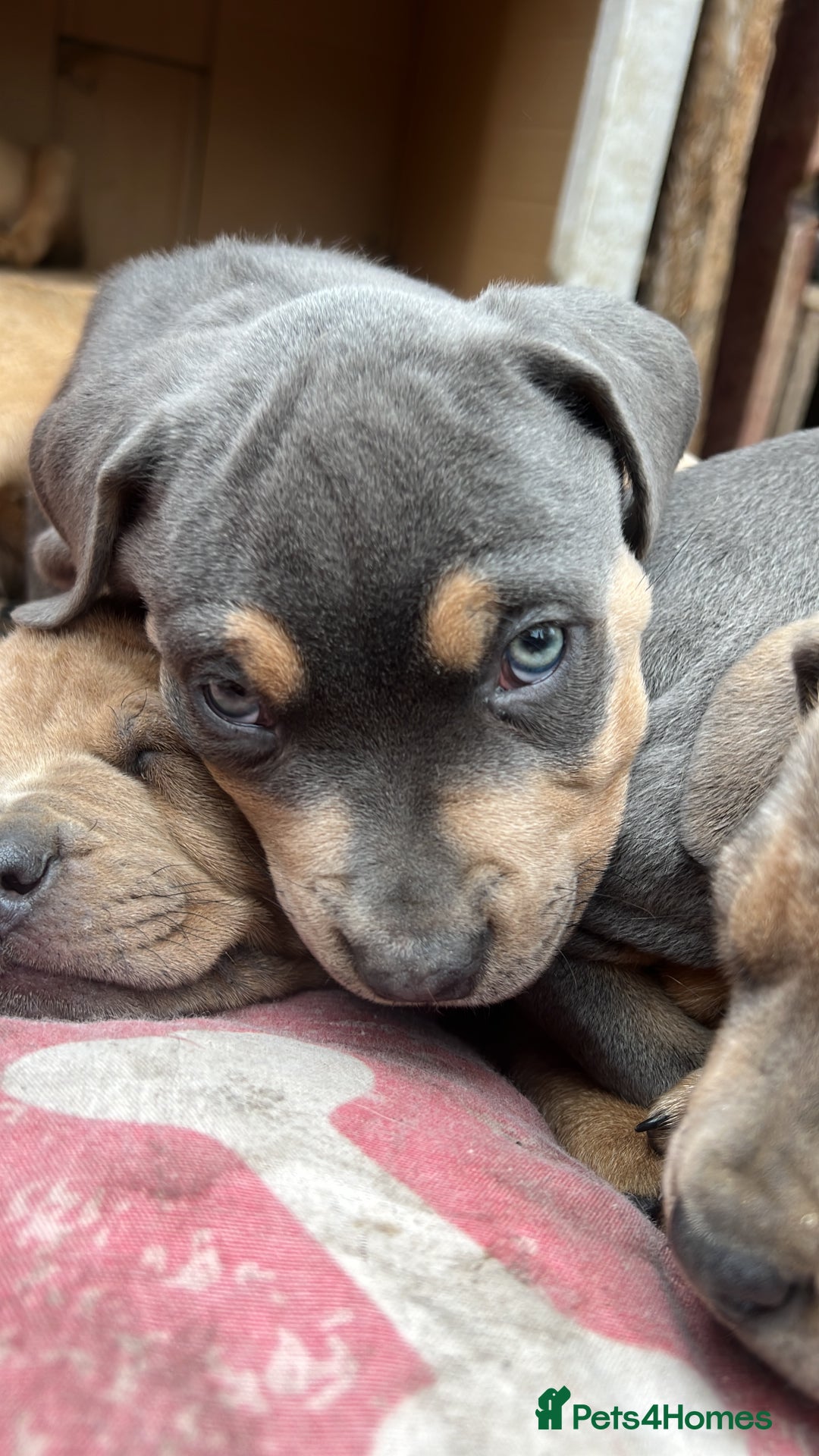 Mixed Breed dogs for sale: STAFFWEILERS LAST 2 GIRLS e Cream and d CARRIERS - Image 20