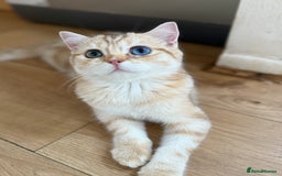 British Shorthair cats for sale: GCCF reg BSH Chocolate Golden Odd Eyes Last Male in London - Image 38