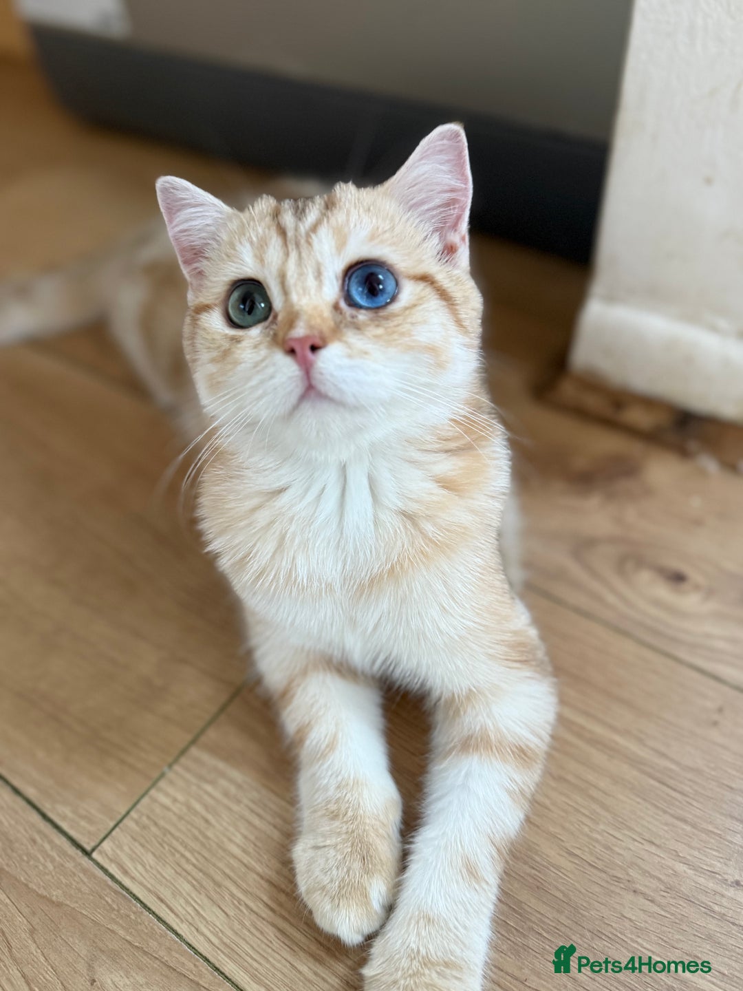 British Shorthair cats for sale: GCCF reg BSH Chocolate Golden Odd Eyes Last Male in London - Image 38