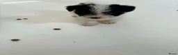 Mixed Breed dogs for sale: pups  - Advert 10