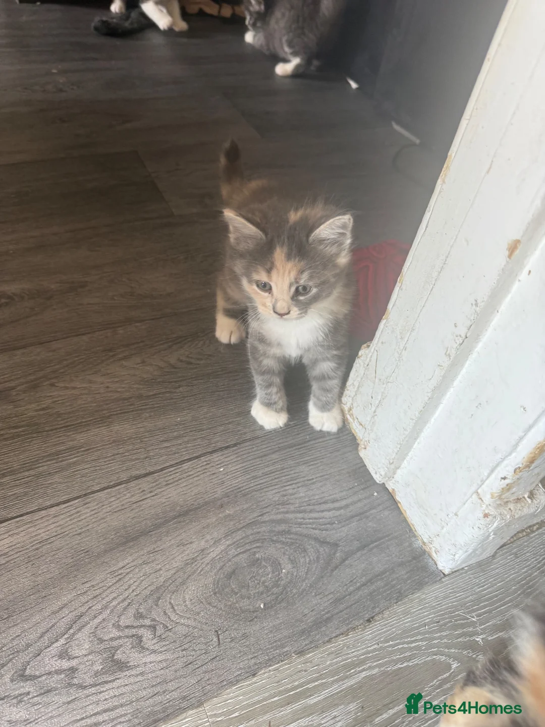 Mixed Breed cats for sale: 3 beautiful crossed Norwegian ready now  - Advert 5