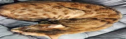 Bengal cats for sale: Begal cross kittens  - Advert 3