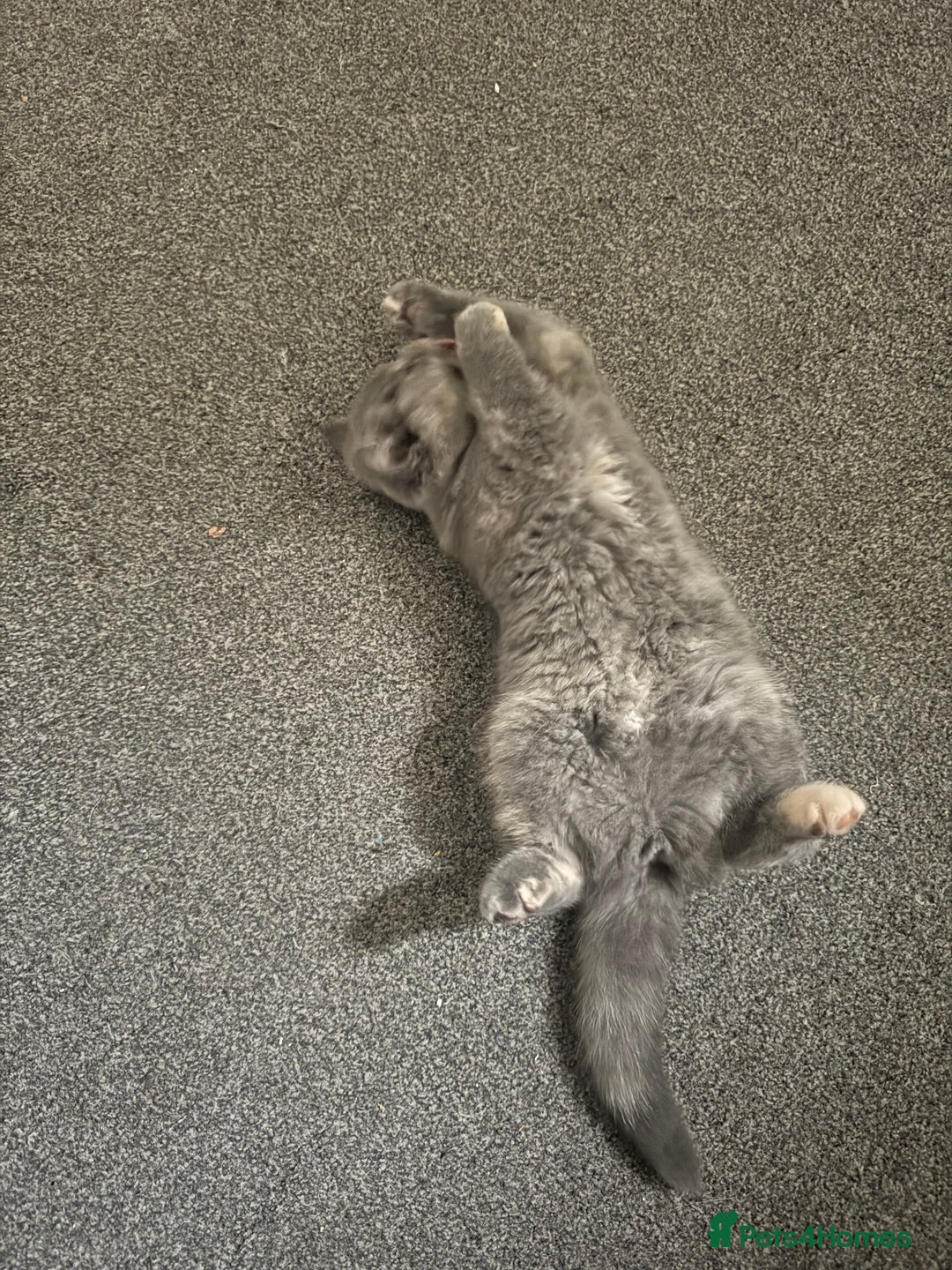 British Shorthair cats for sale: British Shorthair-Blue cream female. - Advert 9