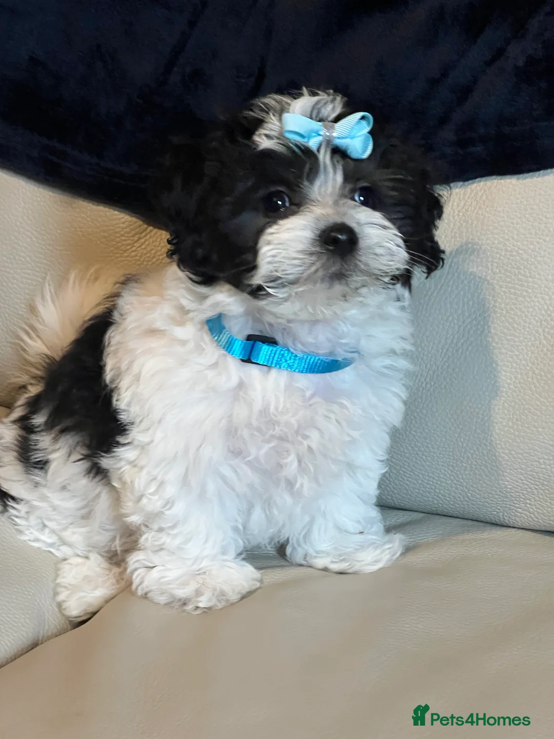 Malshi dogs for sale: Malshi puppy one boy left !! - Advert 5