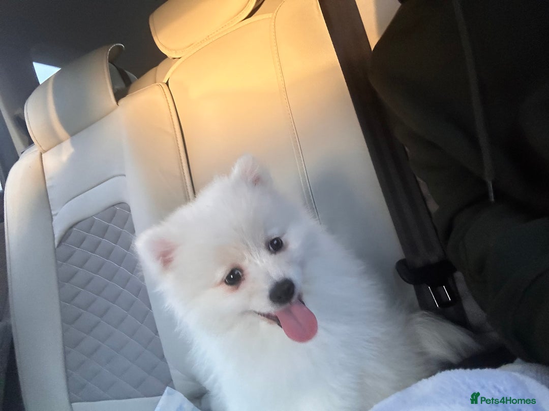 Pomeranian dogs for sale:  Sweet boy Pomeranian - Advert 6