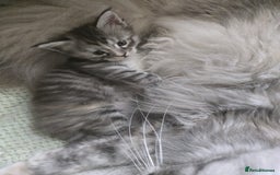 Maine Coon cats for sale: 2 Left! Red Smoke Boy and Torbie Girl - Image 4