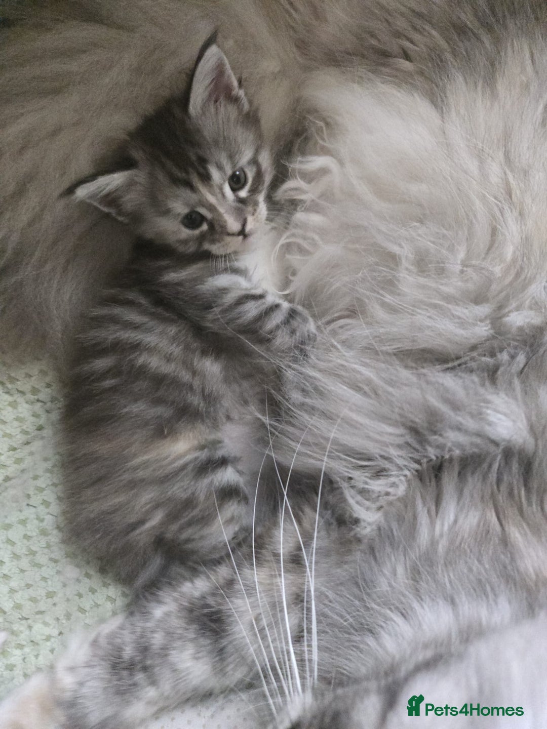 Maine Coon cats for sale: 2 Left! Red Smoke Boy and Torbie Girl - Image 4