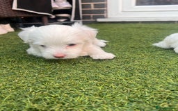 Maltese dogs for sale: Bichonul Maltese - Image 2