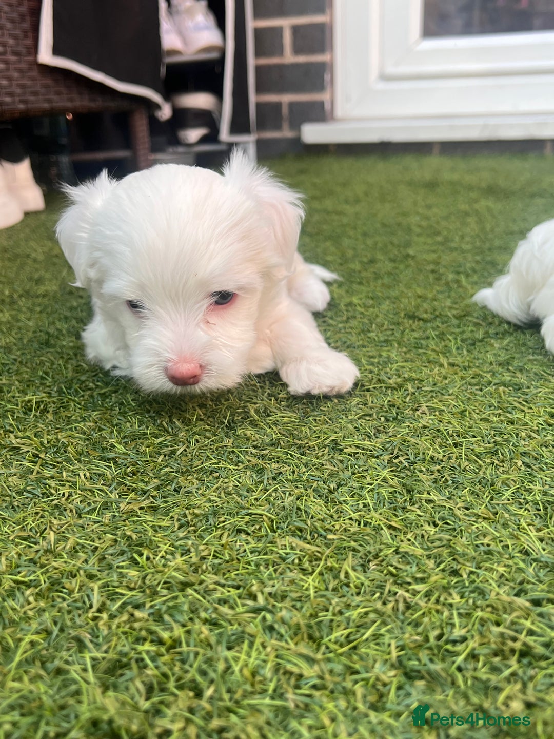 Maltese dogs for sale: Bichonul Maltese - Image 2