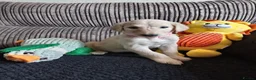 Saluki dogs for sale: Saluki  ** d saluki whippet  - Advert 15