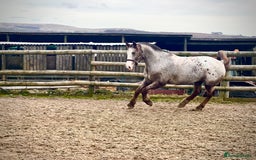 Appaloosa horses for sale: Perfect allrounder for sale - Image 19