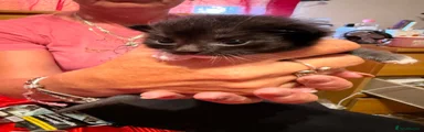 Ragdoll 3