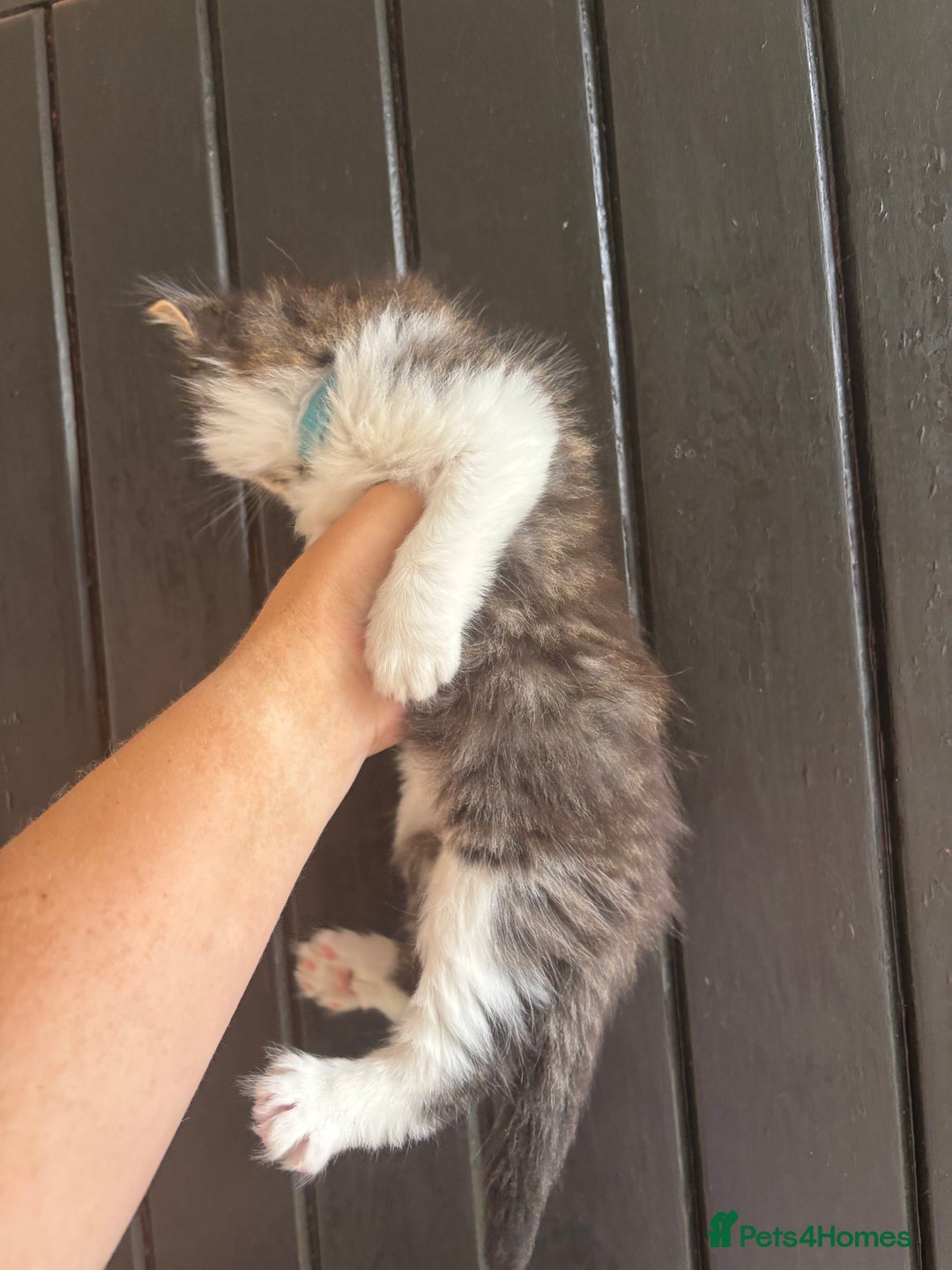 Maine Coon cats for sale: 2 female, 1 male ready for their forever home - Image 2