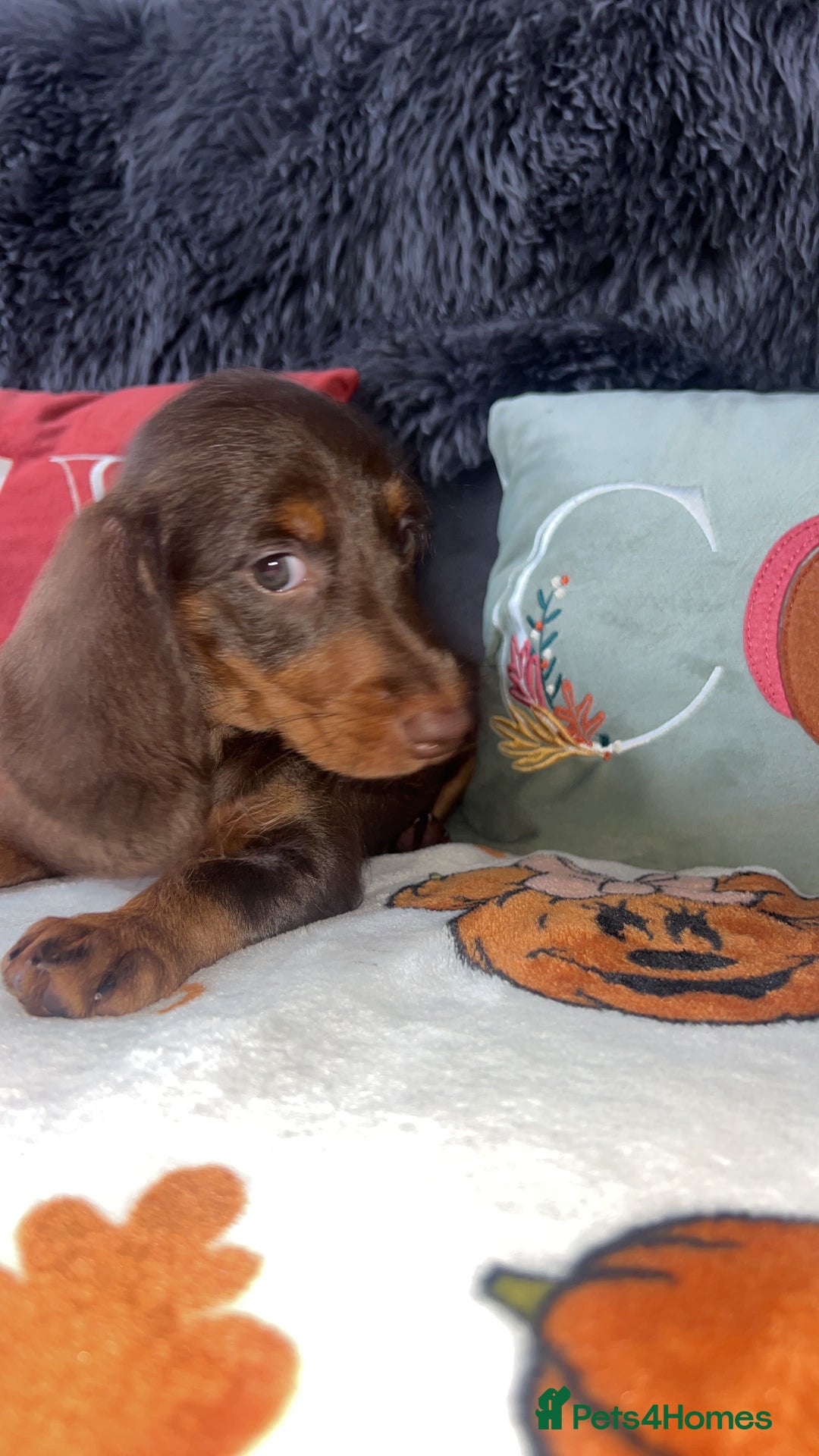 Doxiepoo dogs for sale: House trained READY NOW FOR THERE FOREVER HOMES ❤️ - Image 38