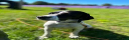 Mixed Breed dogs for adoption: 🌟 Sally’s Confidence is Growing Every Day 🌟 in Iver - Advert 11