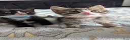 Mixed Breed cats for sale: 🐾 Adorable Kittens for Sale! 🐾 - Advert 11