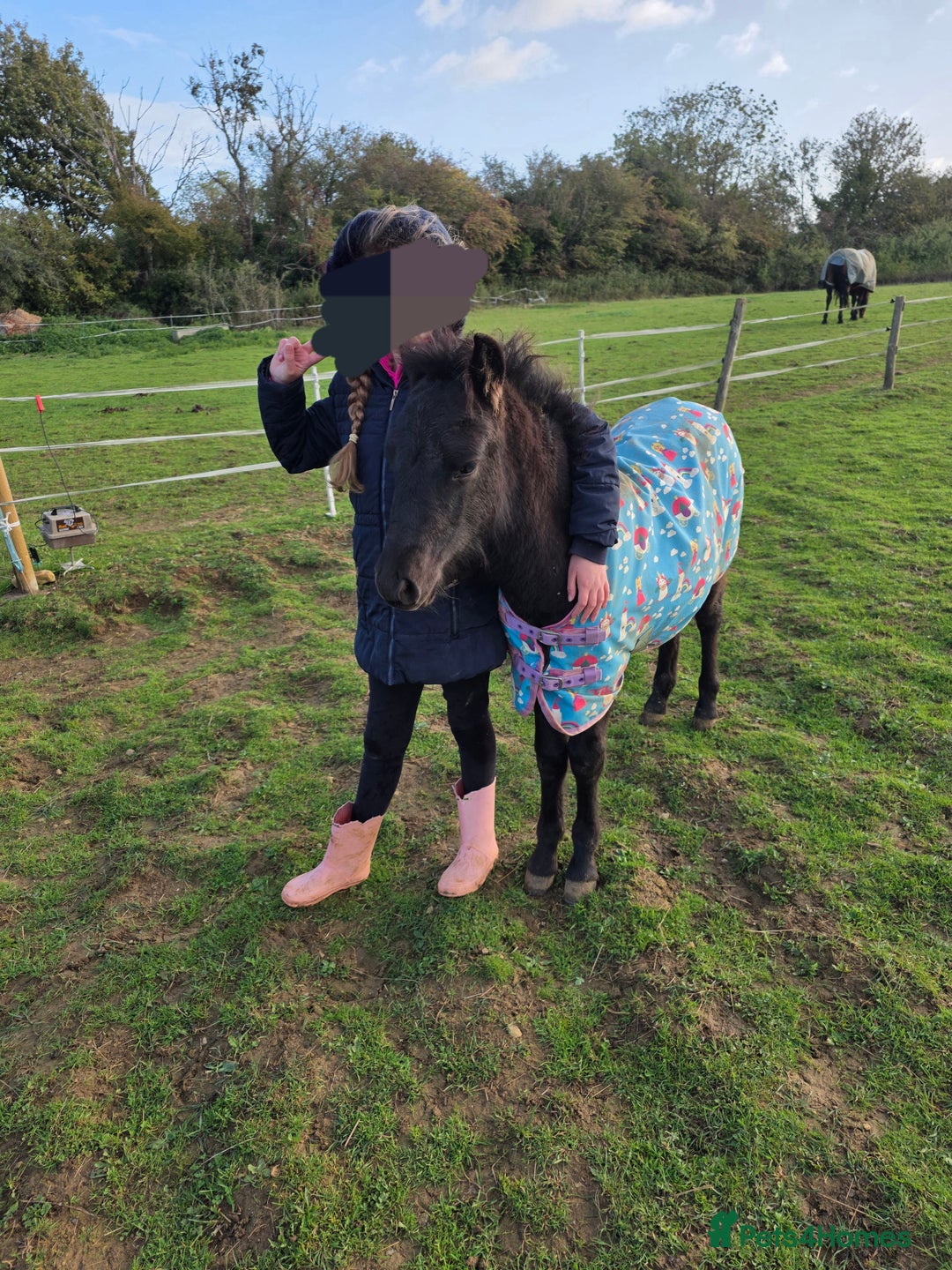 Dartmoor horses for sale: *RODNEY* 6month colt - Advert 4