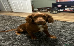 Cocker Spaniel dogs for stud: KC REGISTERED COCKER SPANIEL STUD in Worcester - Image 16