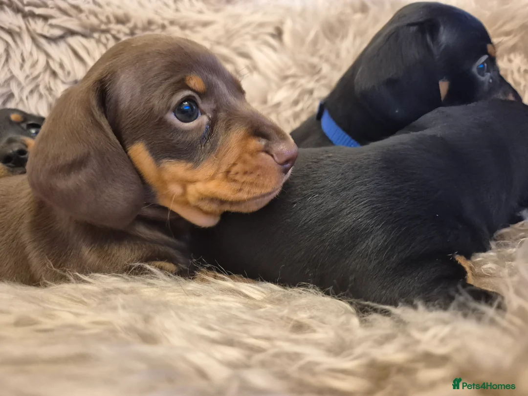 Miniature Dachshund dogs for sale: Adorable KC Pedigree Miniature Dachshund Puppies - Advert 10