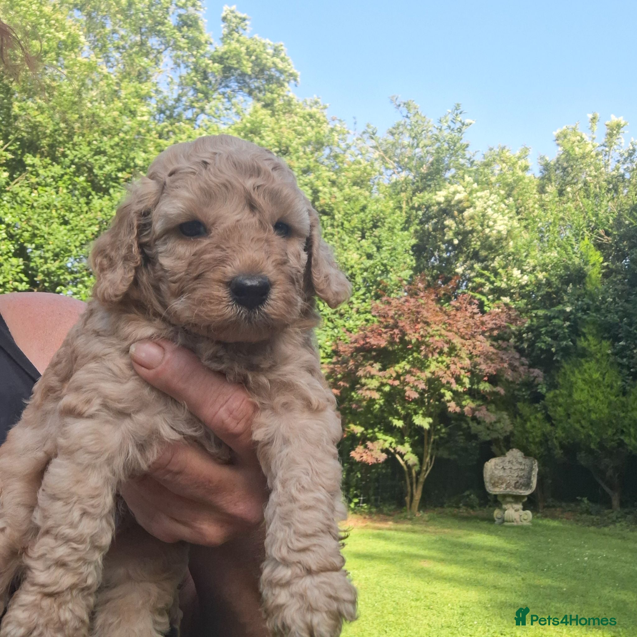 Cockapoo dogs Gorgeous cockapoos - Advert 1