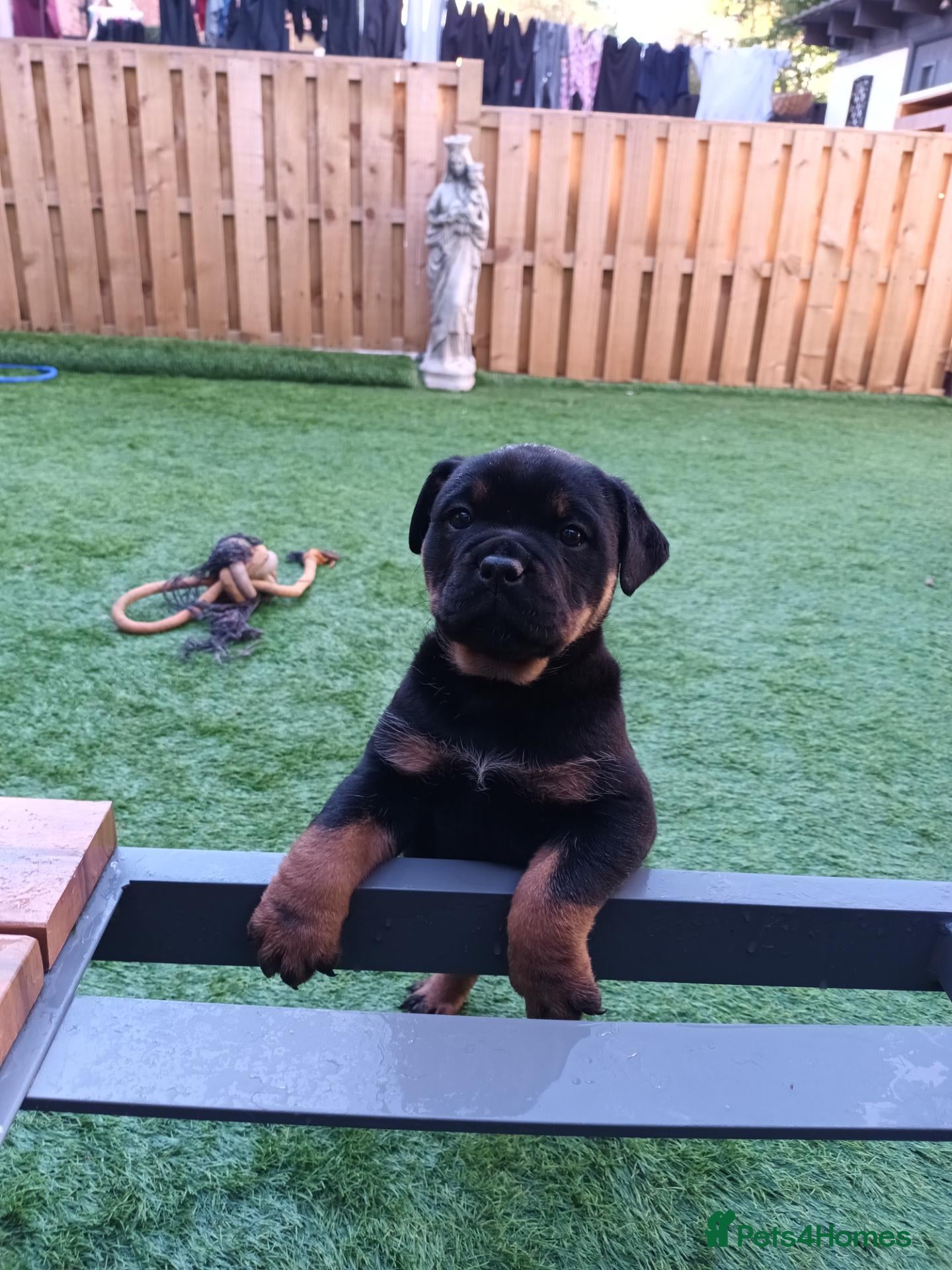 Rottweiler dogs for sale: Last 2 Beautiful Rottweiler Puppys - Advert 19