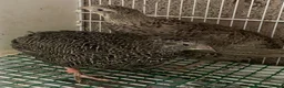 Quail poultry for sale: Japanese quails  - Advert 8